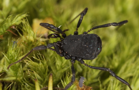 Östlicher Zweizahnkanker (Nemastoma bidentatum sparsum) - © Christian Komposch